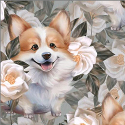 Dzianina PUL , Corgi